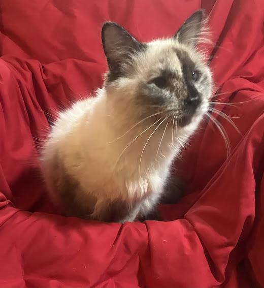 Enlarge Suki, an adopted Siamese in Hillsboro, OR image 6/6