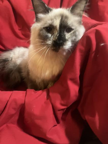 Enlarge Suki, an adopted Siamese in Hillsboro, OR image 5/6