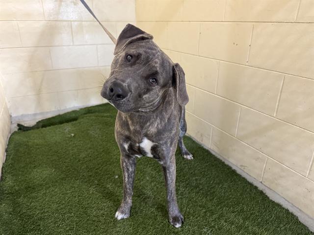 A1252835, Adoptable, Young Male American Bulldog.