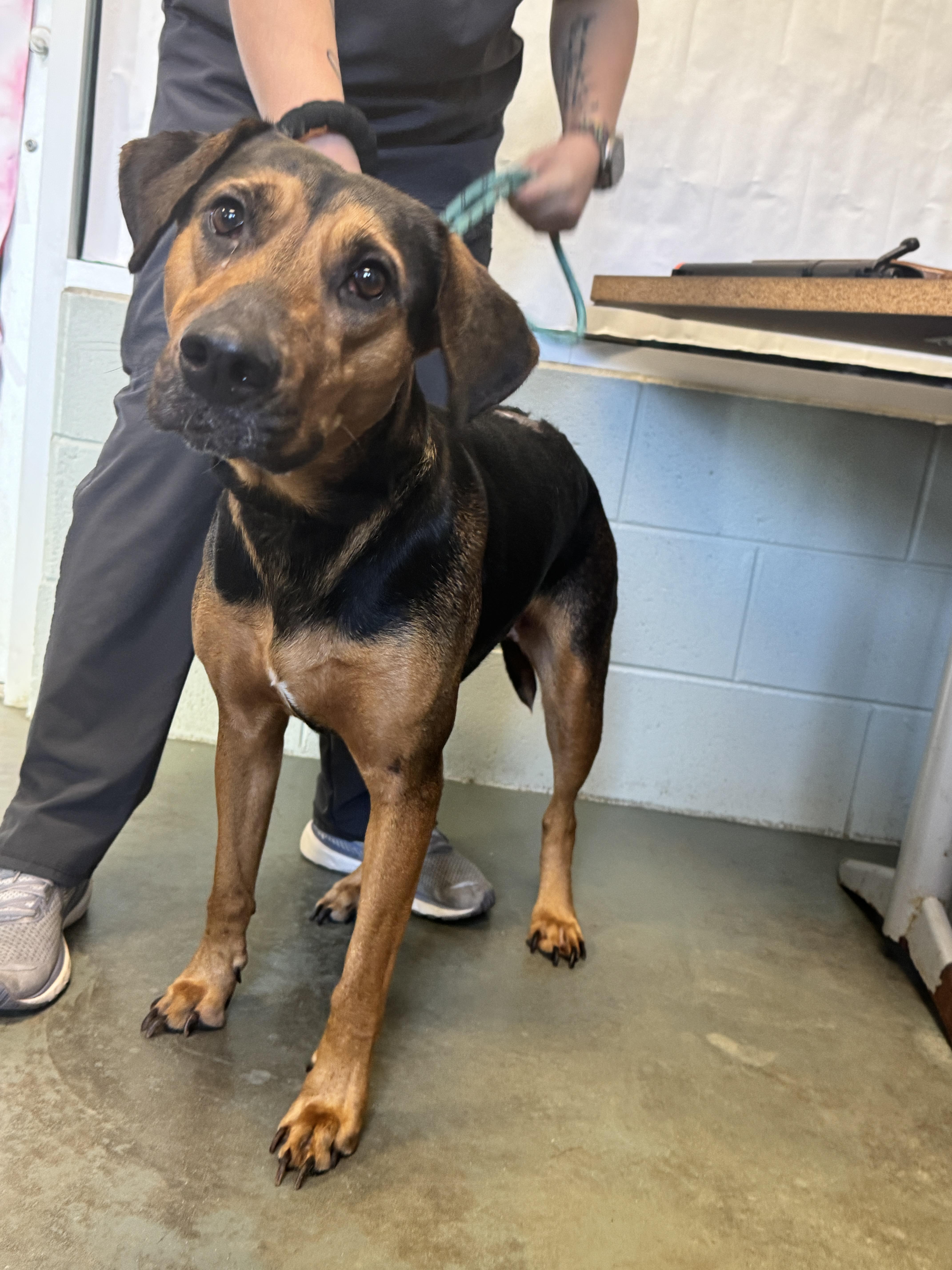 Enlarge Scarlet, a Adoptable mixed breed in Troy, AL image 2/5