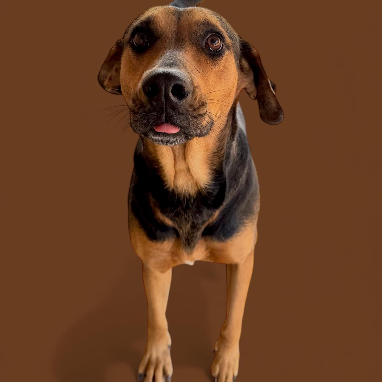 Enlarge Scarlet, a Adoptable mixed breed in Troy, AL image 4/5