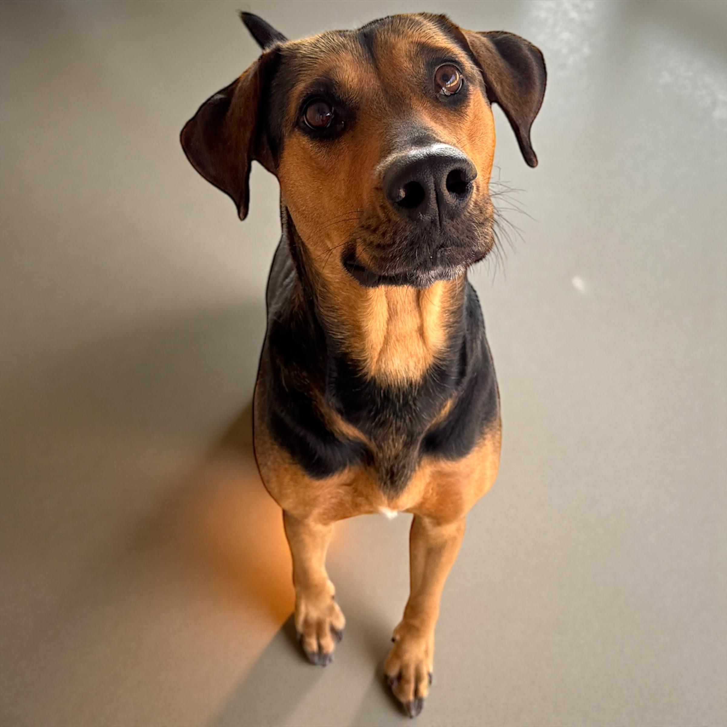 Enlarge Scarlet, a Adoptable mixed breed in Troy, AL image 1/5