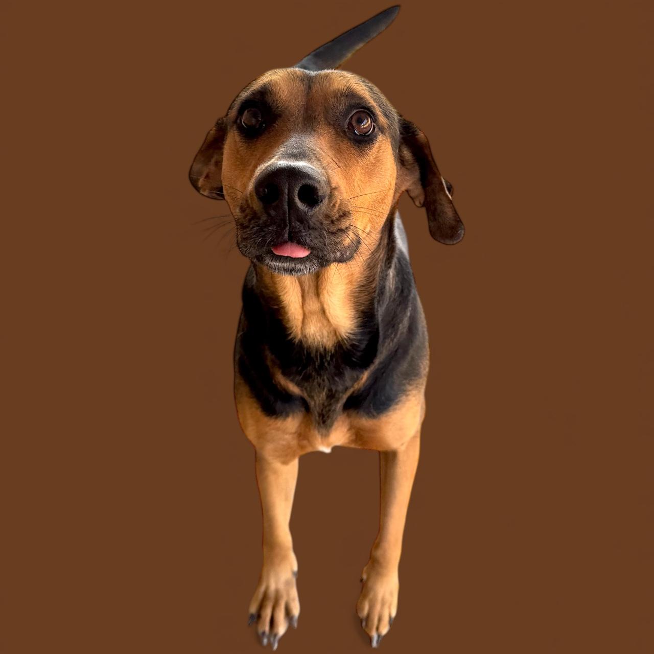 Enlarge Scarlet, a Adoptable mixed breed in Troy, AL image 5/5