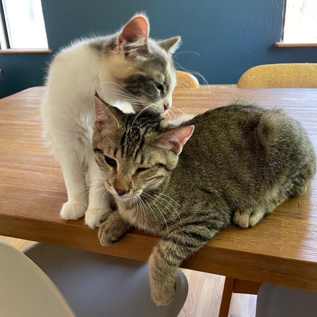 Kokomi, Adoptable, Adult Female Domestic Long Hair.