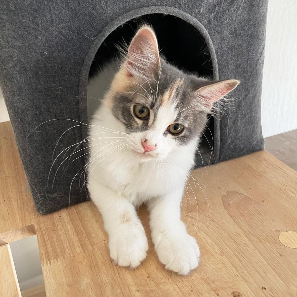 Kokomi, a Adoptable Domestic Long Hair in Morgan Hill, CA image 2/6