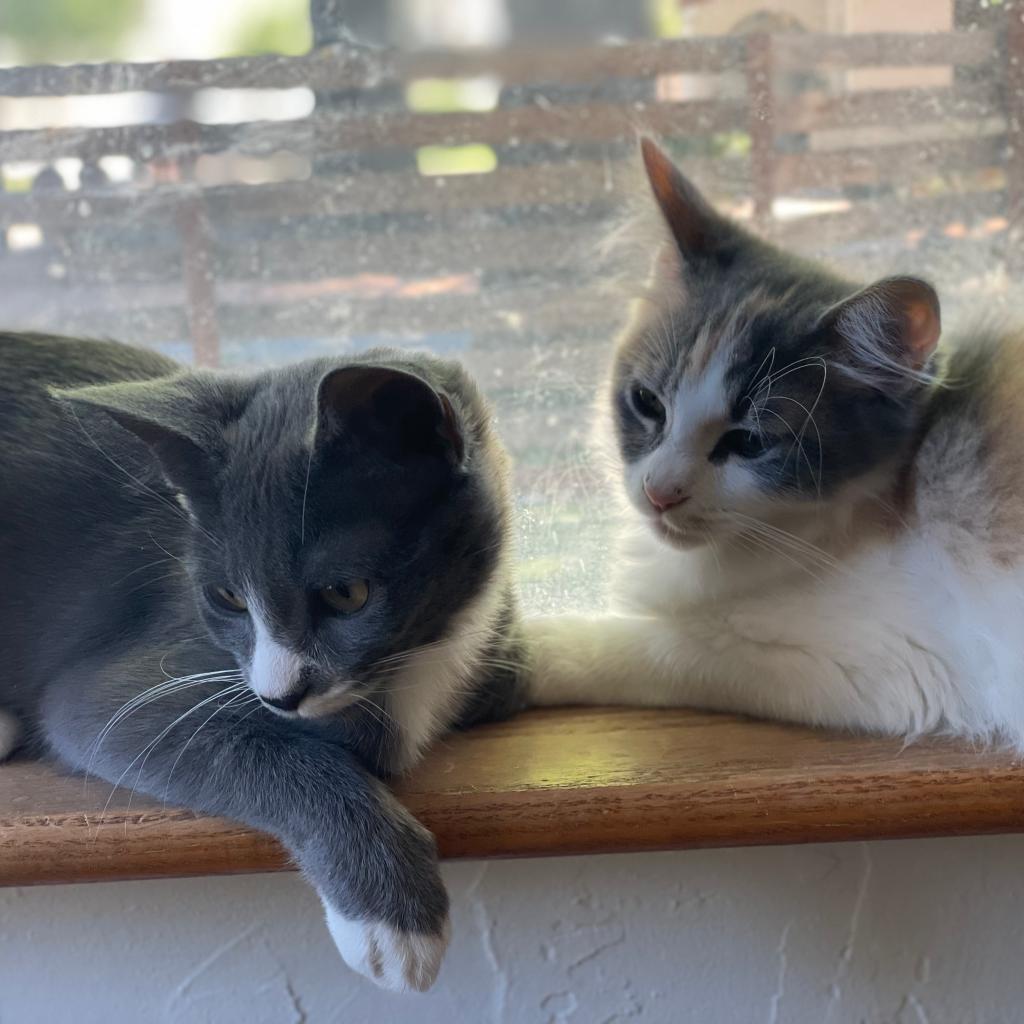 Kokomi, a Adoptable Domestic Long Hair in Morgan Hill, CA image 3/6