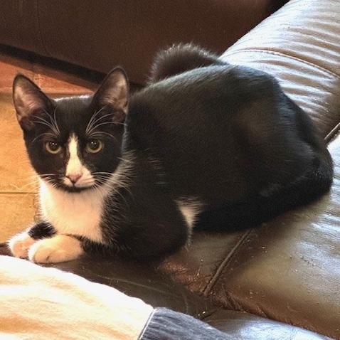 Enlarge Chess, a Adoptable Domestic Short Hair in Bulverde, TX image 1/6