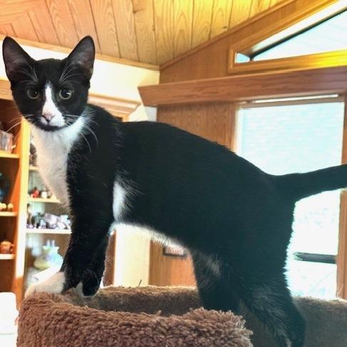 Enlarge Chess, a Adoptable Domestic Short Hair in Bulverde, TX image 2/6