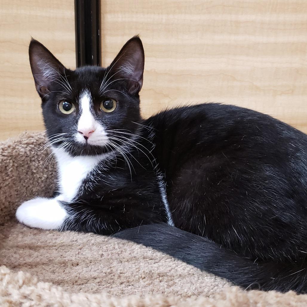 Enlarge Chess, a Adoptable Domestic Short Hair in Bulverde, TX image 3/6