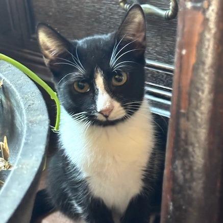 Enlarge Chess, a Adoptable Domestic Short Hair in Bulverde, TX image 4/6