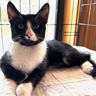 Enlarge Chess, a Adoptable Domestic Short Hair in Bulverde, TX image 5/6