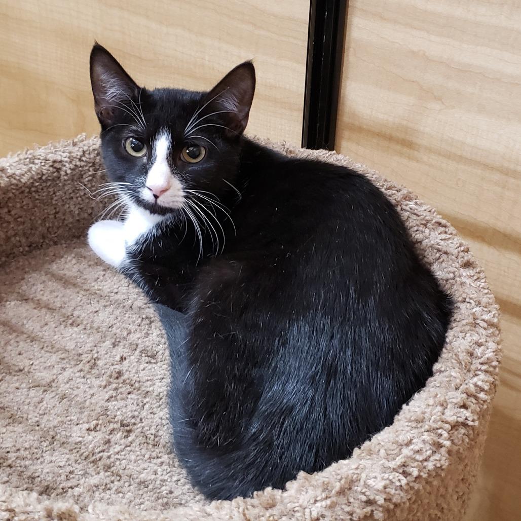 Enlarge Chess, a Adoptable Domestic Short Hair in Bulverde, TX image 6/6