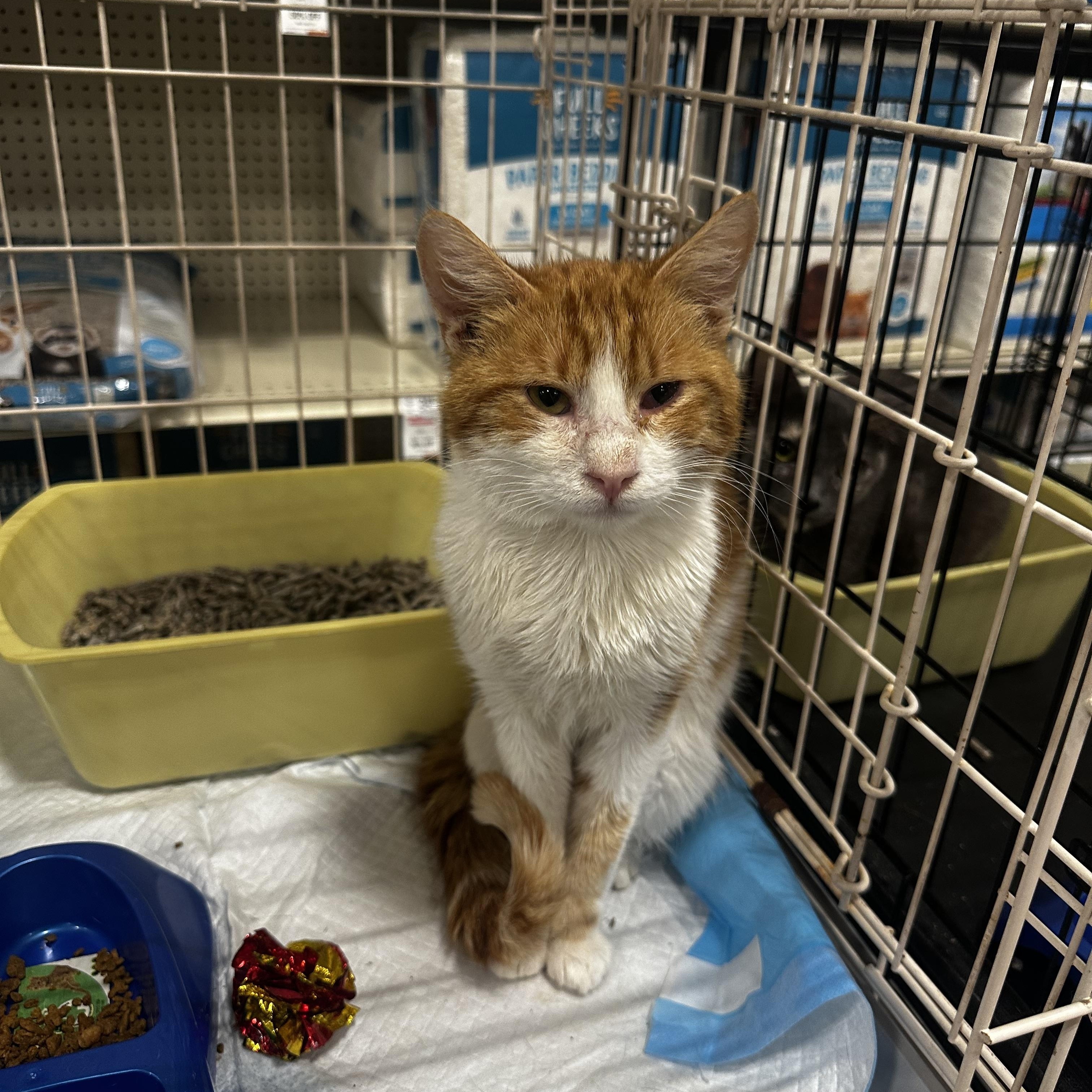 Enlarge Charlie, an adoptable Domestic Short Hair in Fresno, CA image 1/5