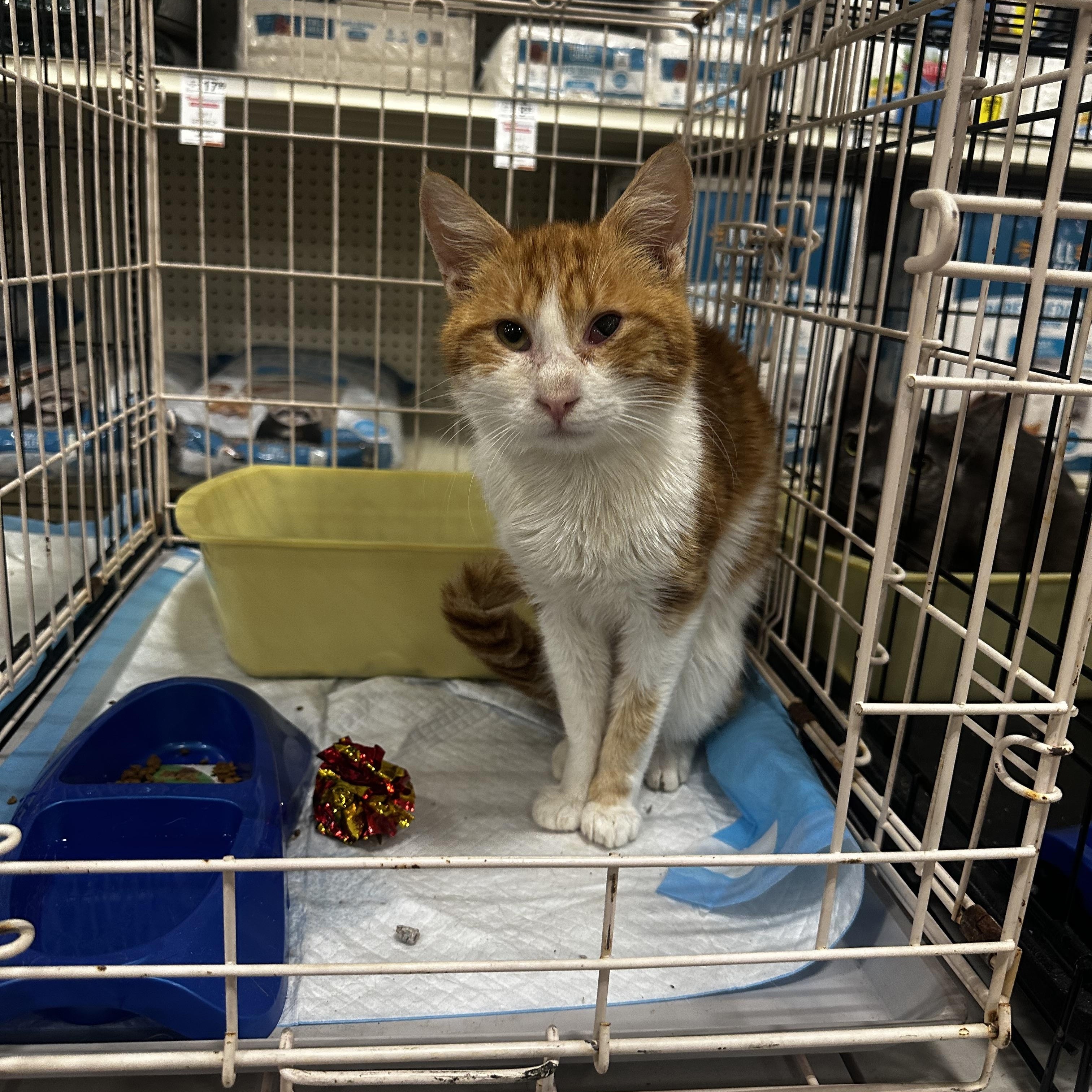 Enlarge Charlie, an adoptable Domestic Short Hair in Fresno, CA image 2/5