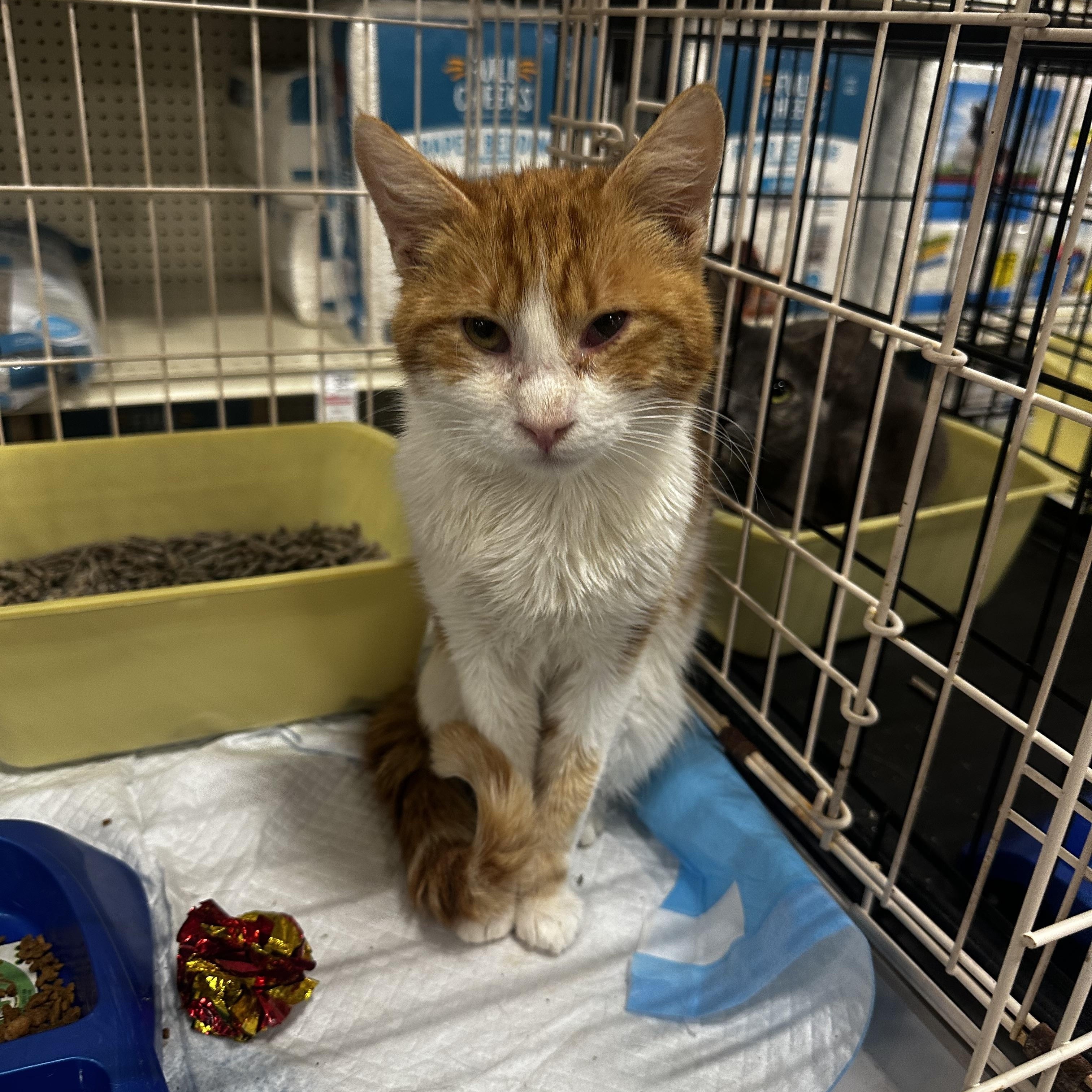 Enlarge Charlie, an adoptable Domestic Short Hair in Fresno, CA image 3/5