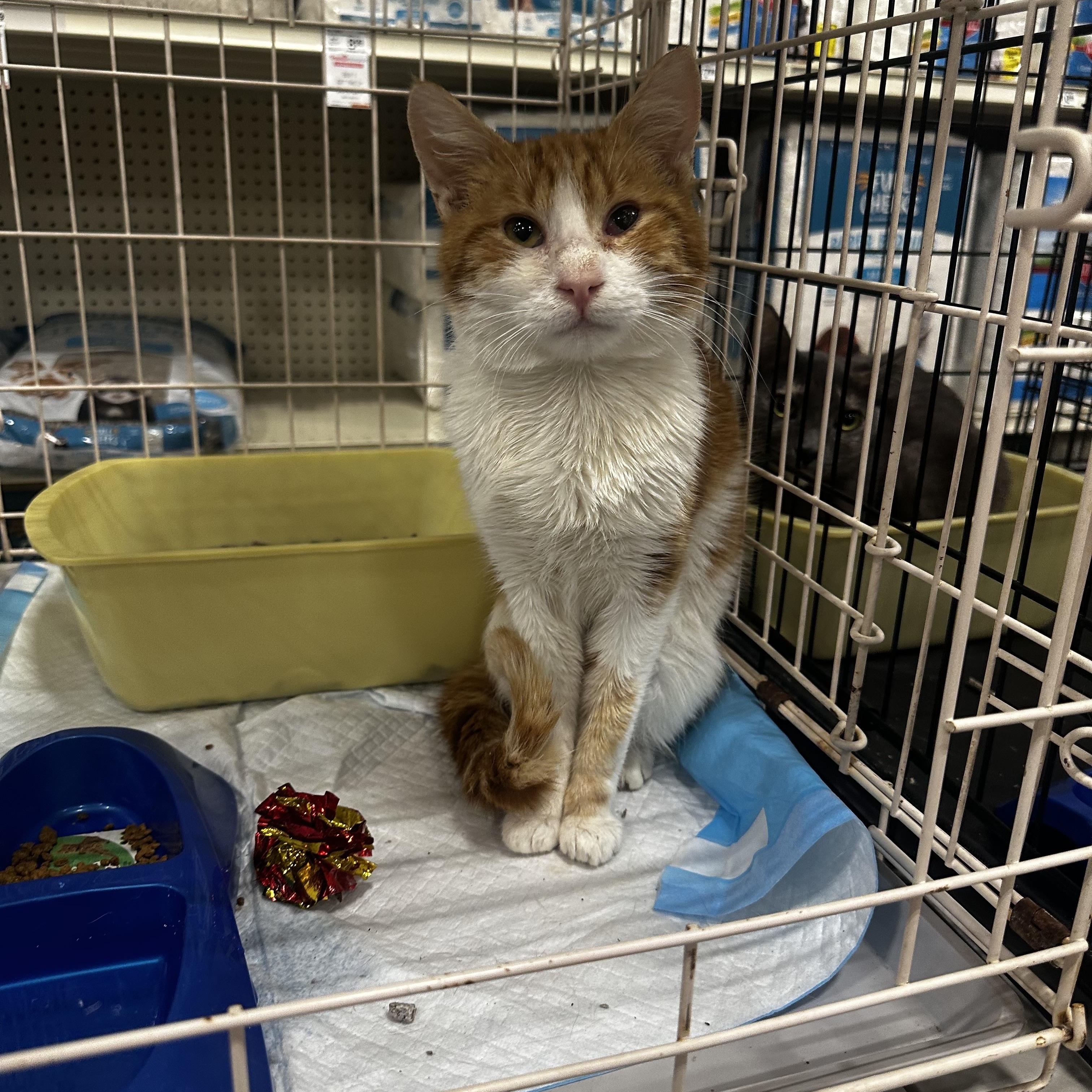 Enlarge Charlie, an adoptable Domestic Short Hair in Fresno, CA image 4/5