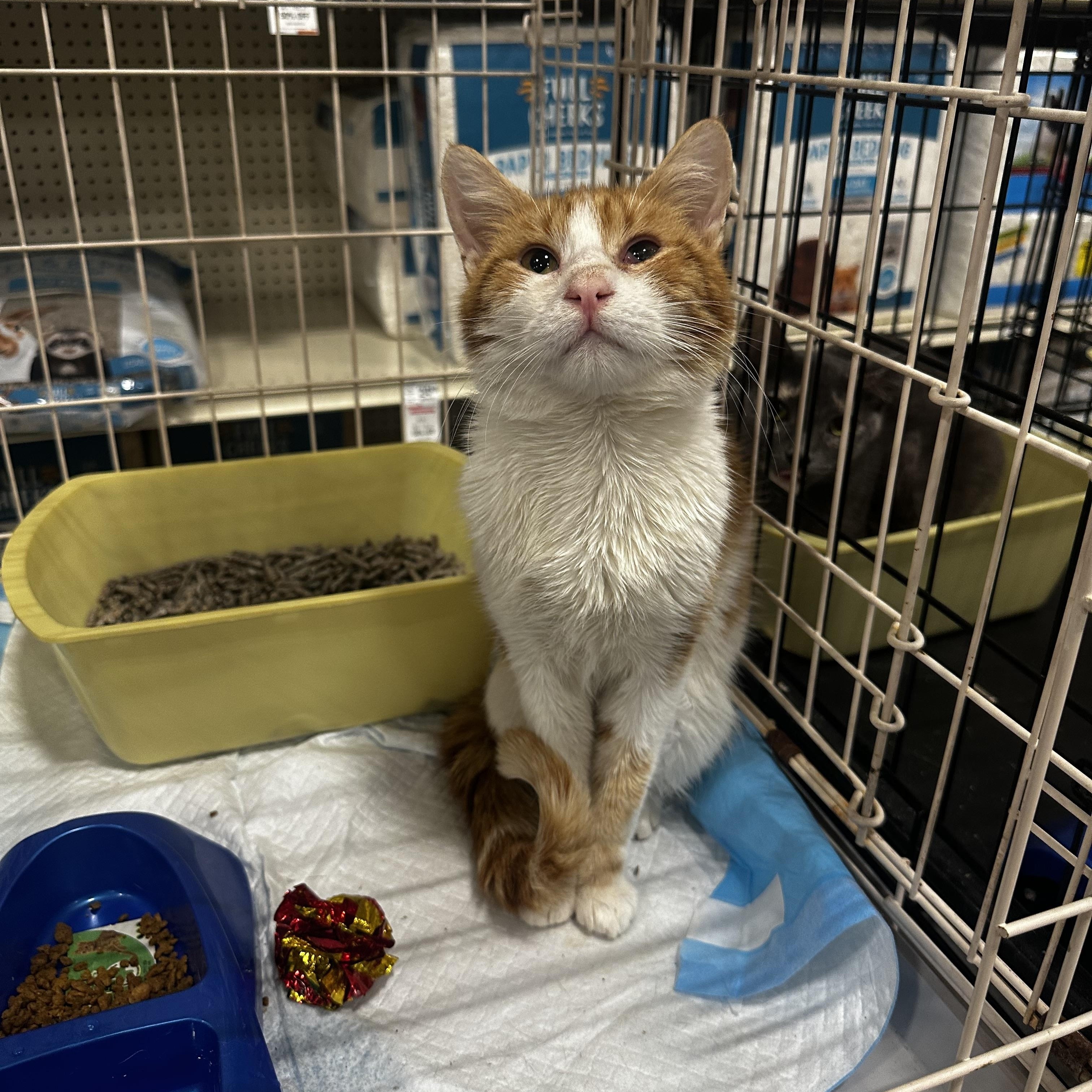 Enlarge Charlie, an adoptable Domestic Short Hair in Fresno, CA image 5/5