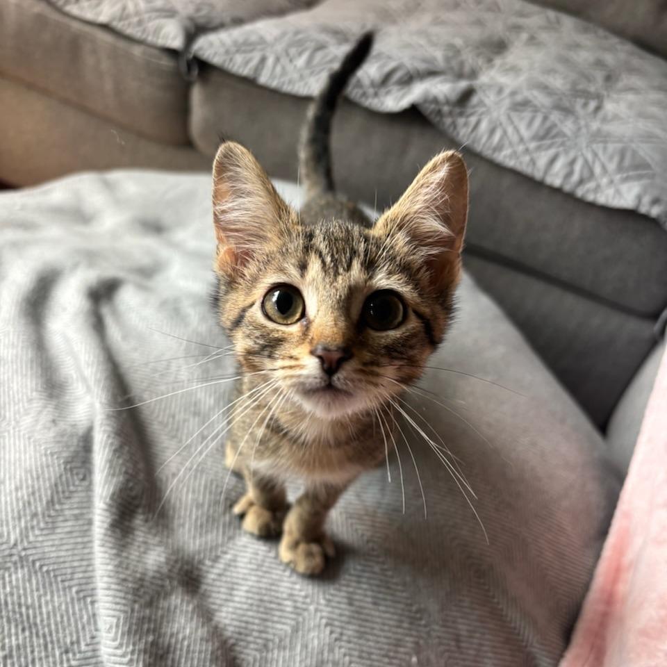MeeMaw, Adoptable, Kitten Female Domestic Short Hair.