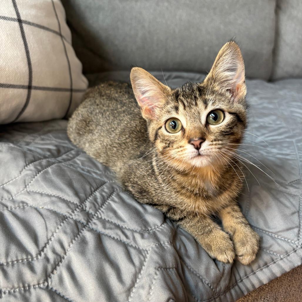MeeMaw, a Adoptable Domestic Short Hair in Evanston, IL image 3/6