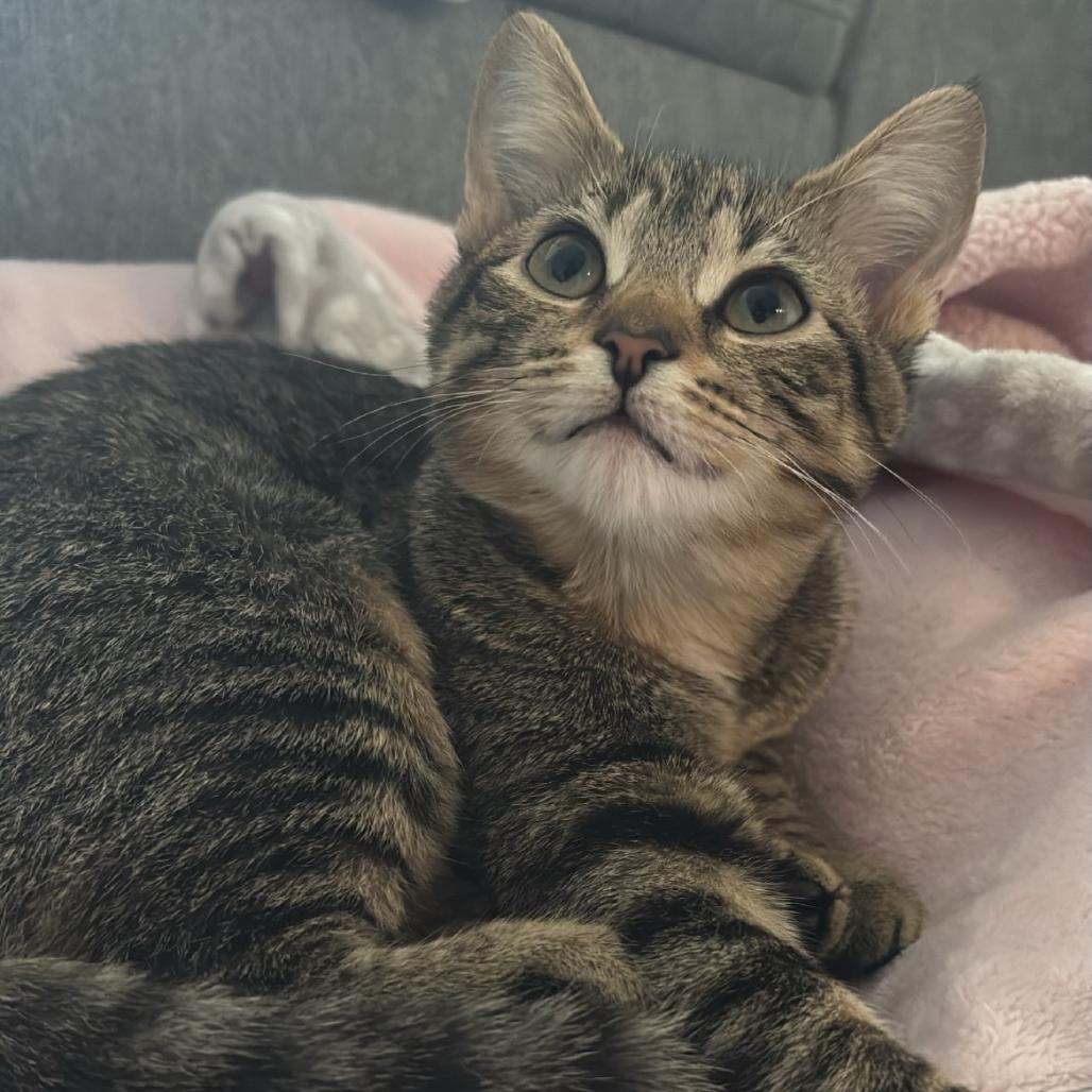 MeeMaw, a Adoptable Domestic Short Hair in Evanston, IL image 5/6
