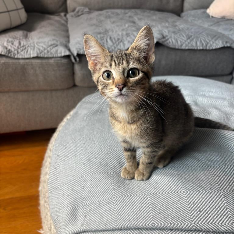 MeeMaw, a Adoptable Domestic Short Hair in Evanston, IL image 6/6