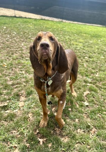 Enlarge Winnie, an adopted Bloodhound in Roseburg, OR image 1/1