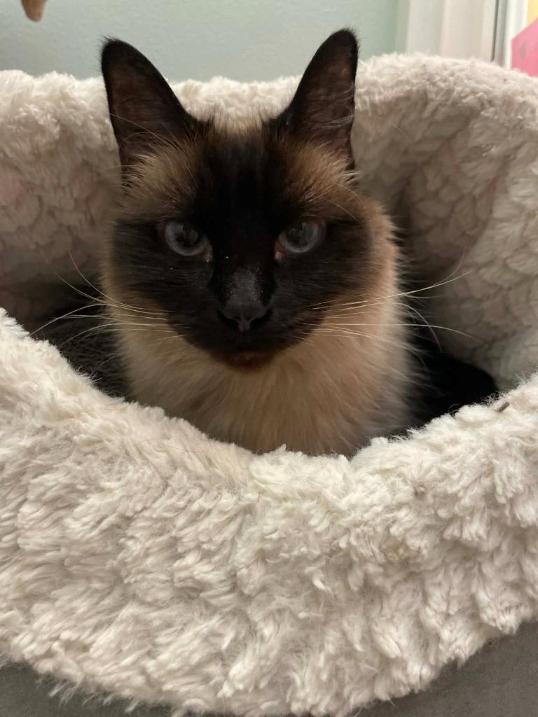 Mochi, Adoptable, Adult Female Siamese.