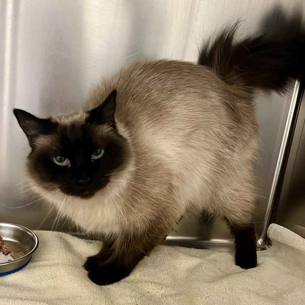 Enlarge Mochi, a Adoptable Siamese in Eastsound, WA image 1/2