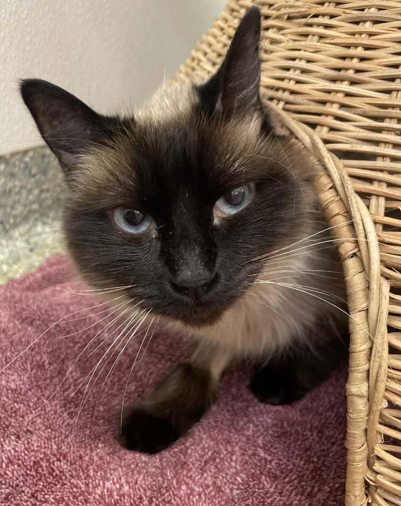 Enlarge Mochi, a Adoptable Siamese in Eastsound, WA image 3/3