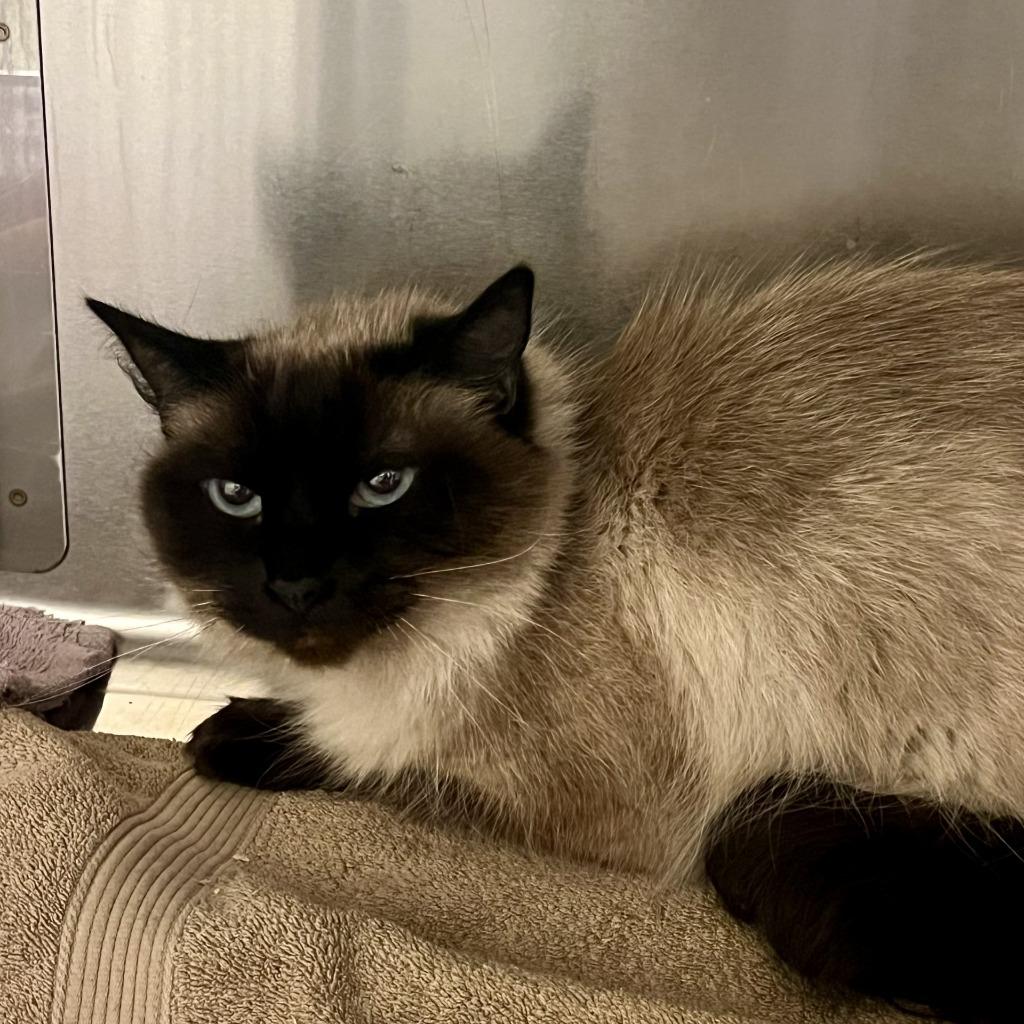Enlarge Mochi, a Adoptable Siamese in Eastsound, WA image 2/2