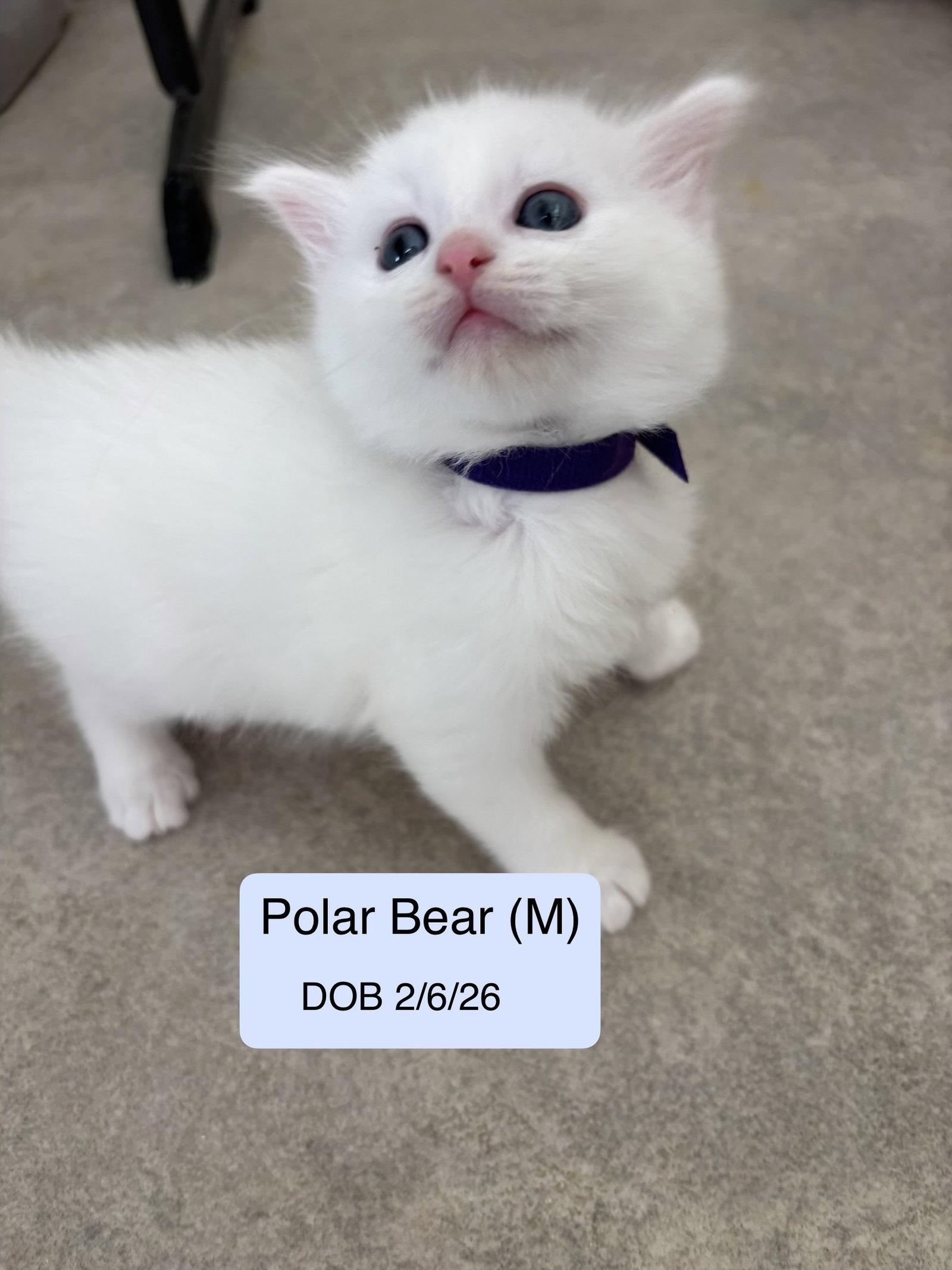 Enlarge Polar Bear AKA Tatum, a Adopted Domestic Medium Hair in Vacaville, CA image 1/1