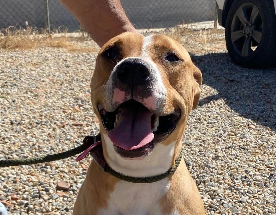 Enlarge Brody, a ADOPTABLE Pit Bull Terrier in Issaquah, WA image 2/6