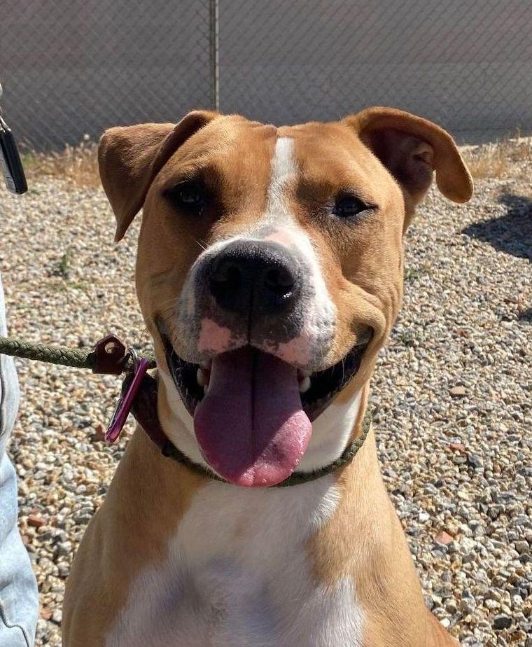 Enlarge Brody, a ADOPTABLE Pit Bull Terrier in Issaquah, WA image 5/6