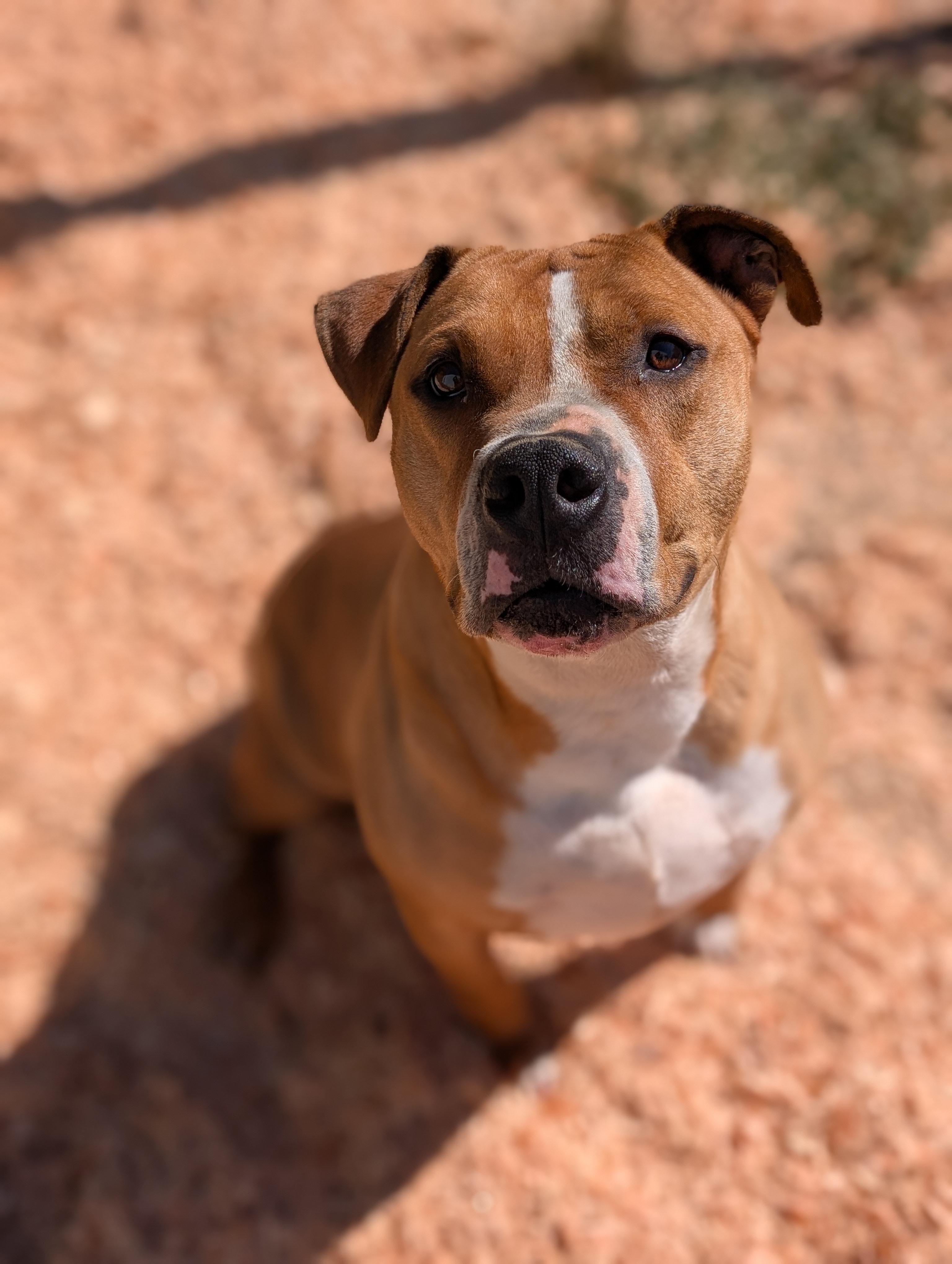 Enlarge Brody, a ADOPTABLE Pit Bull Terrier in Issaquah, WA image 6/6