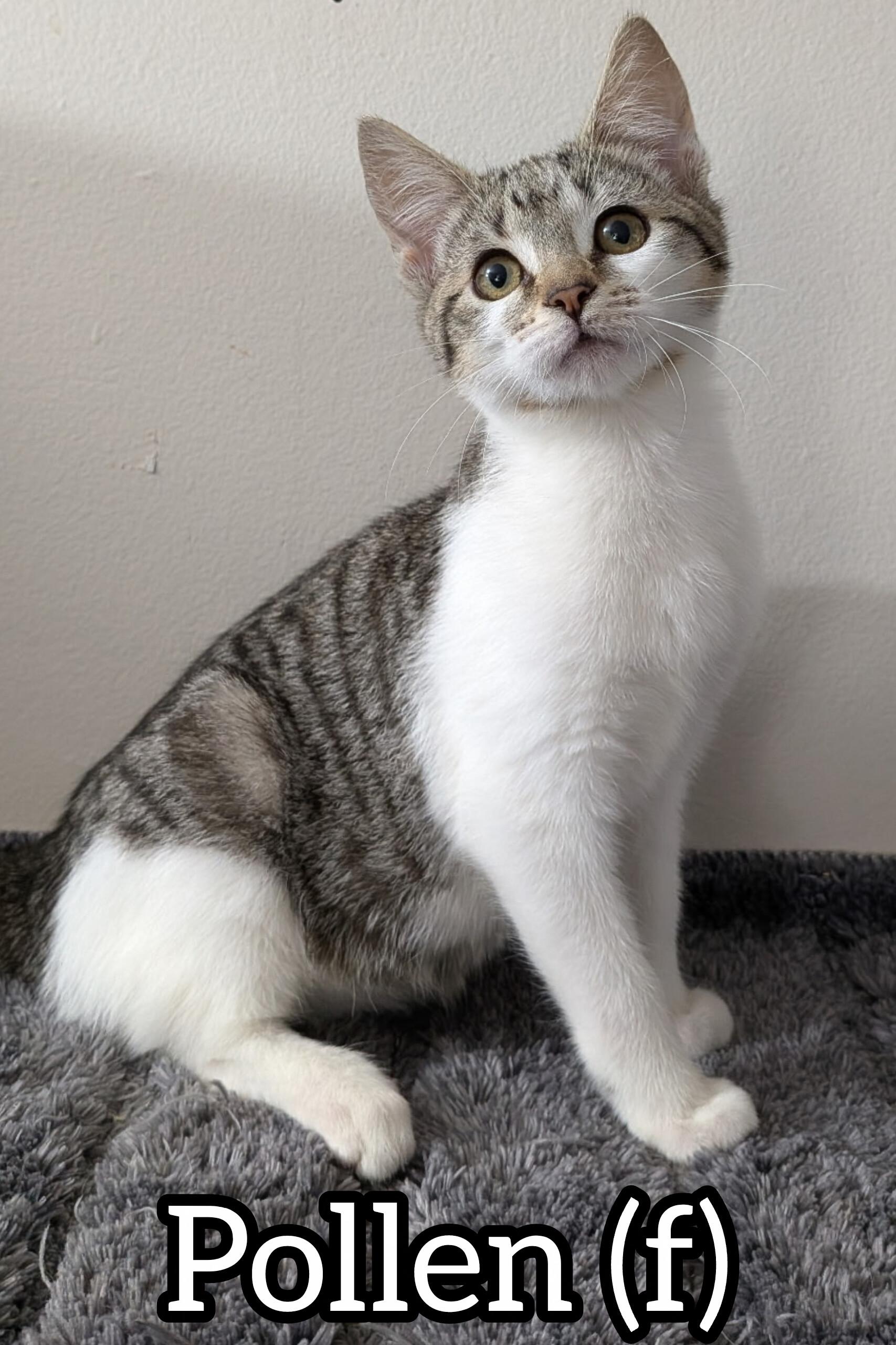 Pre-Adoption: Pollen, Adoptable, Kitten Female Domestic Short Hair.