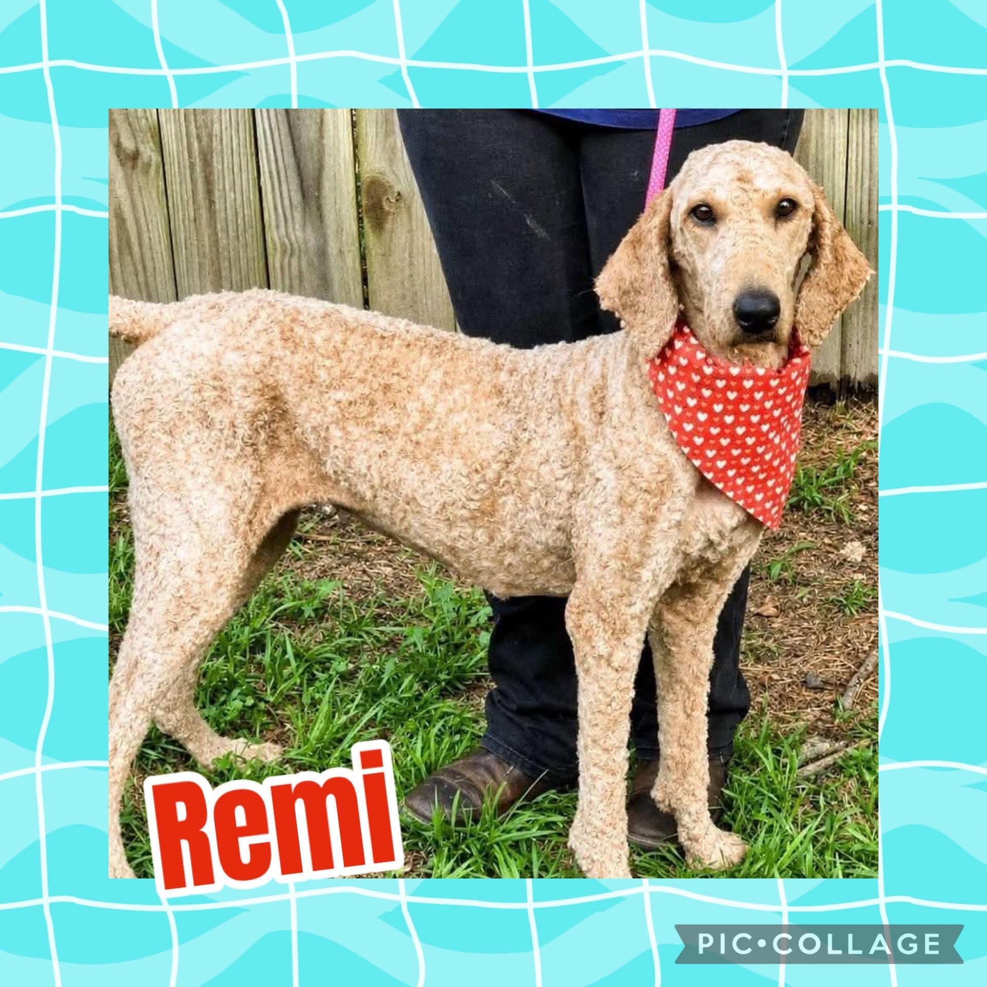 Enlarge Remi, an adopted mixed breed in Ringwood, NJ image 1/1