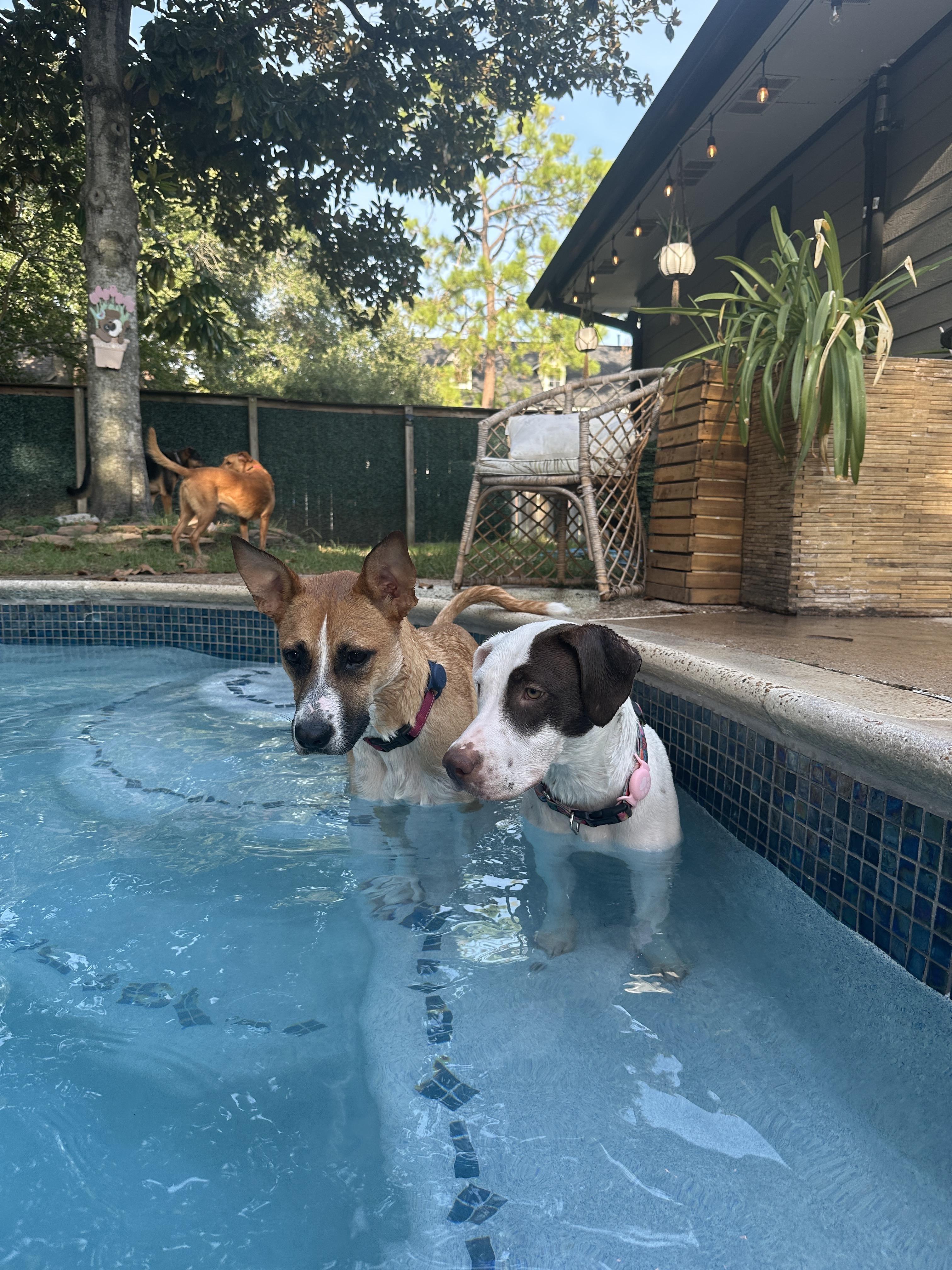 Daisy, an adoptable Pit Bull Terrier, Labrador Retriever in Billings, MT, 59101 | Photo Image 3