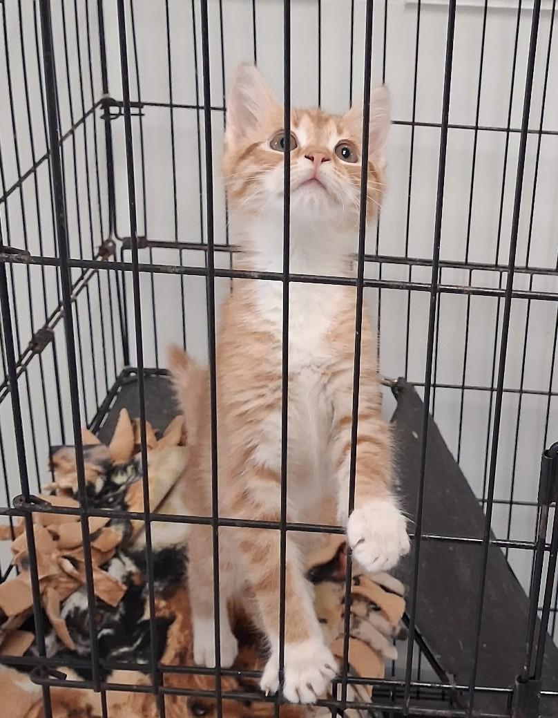 Enlarge Pumpkin, an adopted Domestic Short Hair in Norcross, GA image 2/2