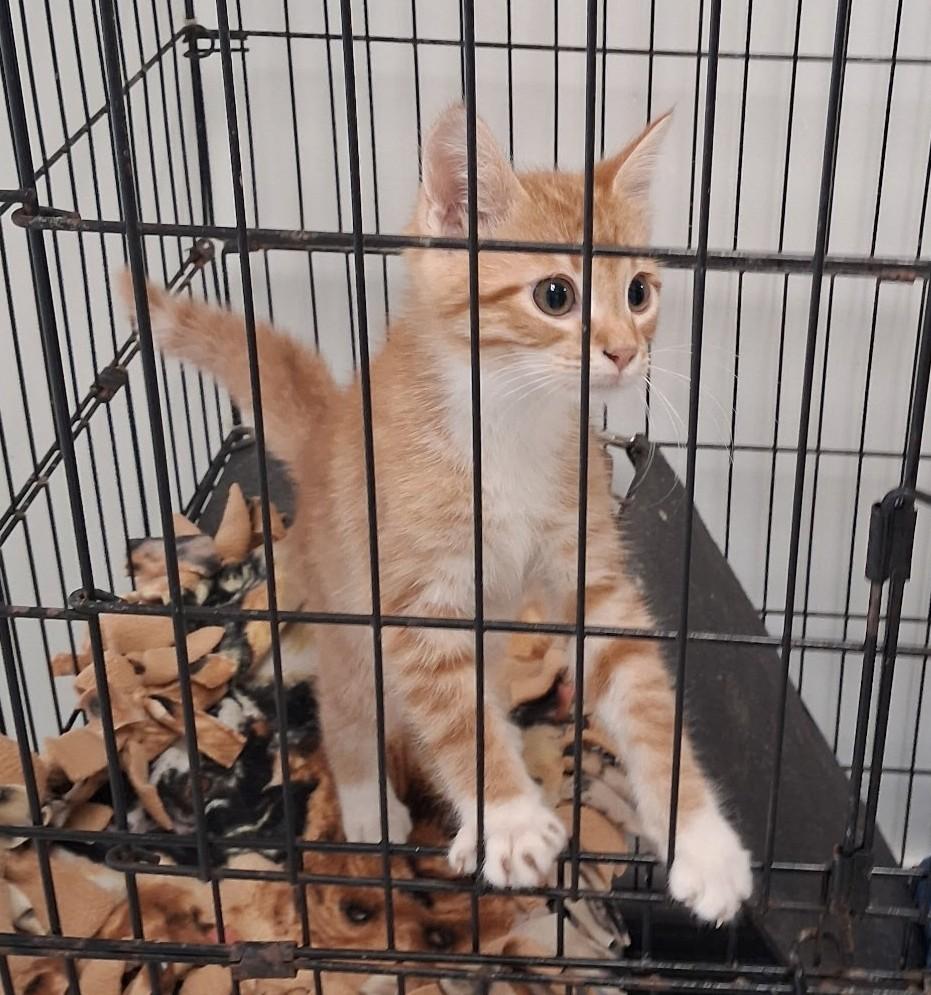 Pumpkin, adopted, Young Male Domestic Short Hair.