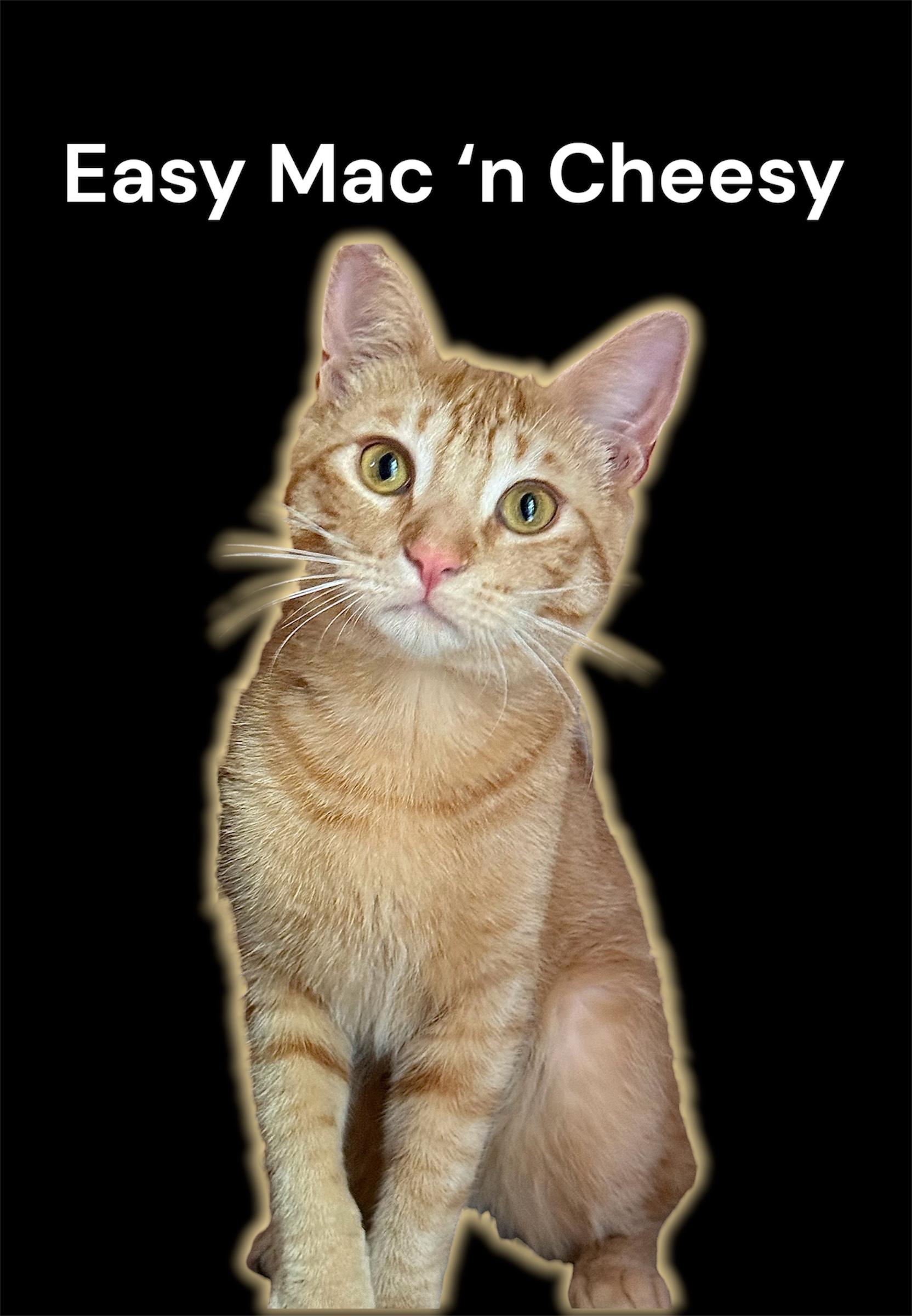 Enlarge Easy Mac n Cheesy, a Adoptable Domestic Short Hair in Auburn, CA image 3/3