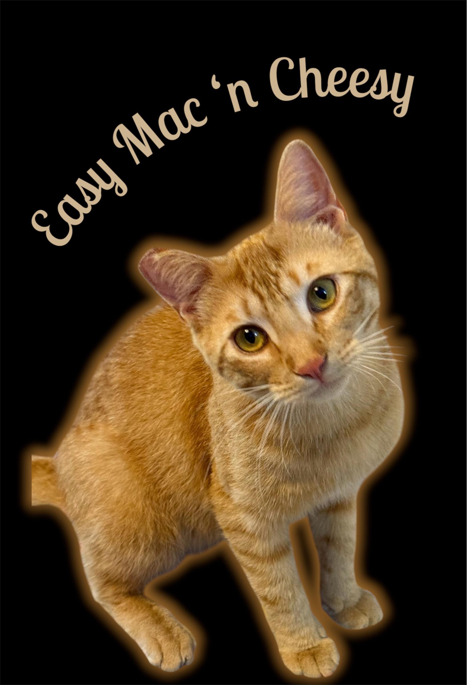 Easy Mac n Cheesy, Adoptable, Adult Female Domestic Short Hair.