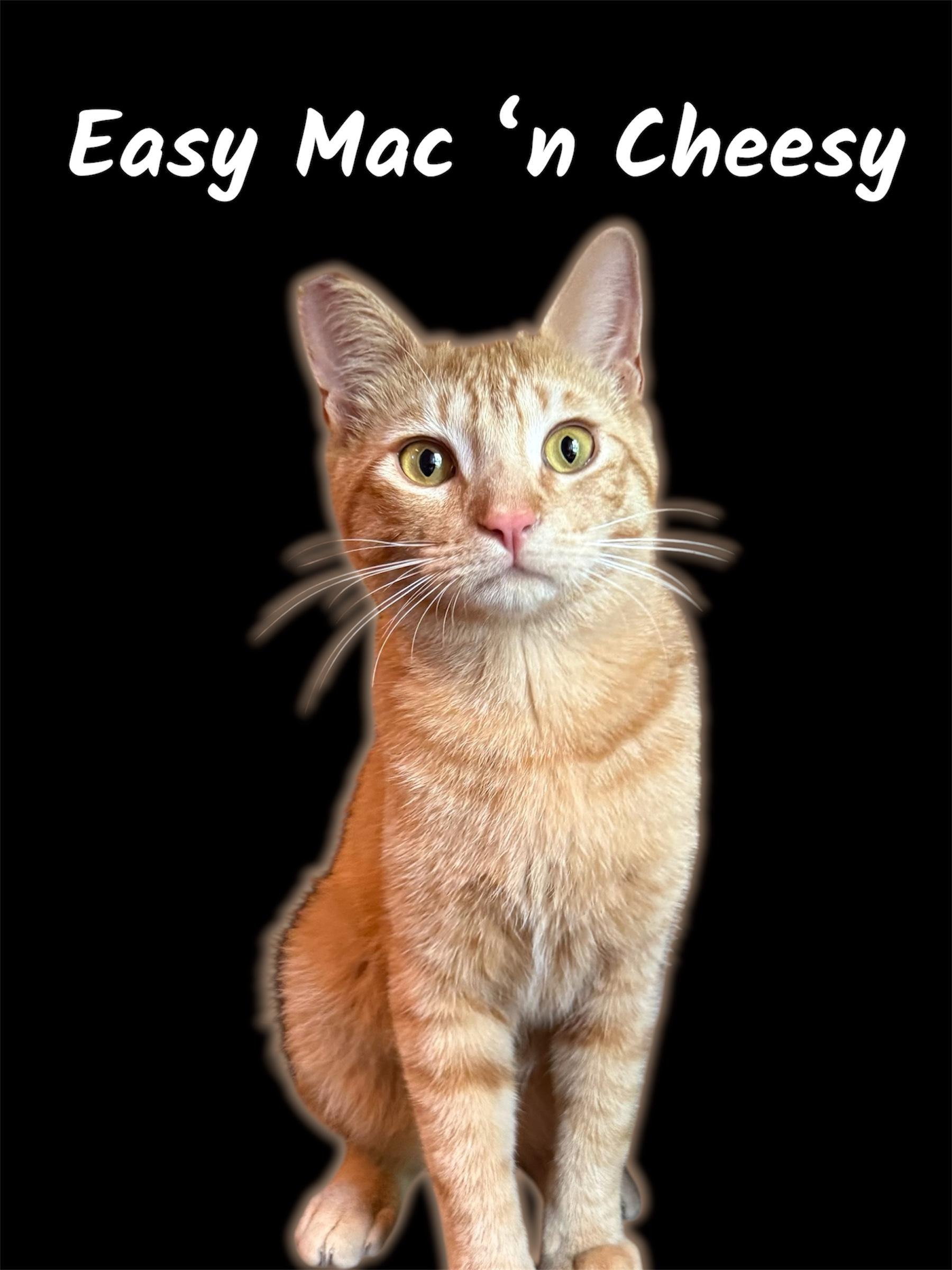 Enlarge Easy Mac n Cheesy, a Adoptable Domestic Short Hair in Auburn, CA image 2/3