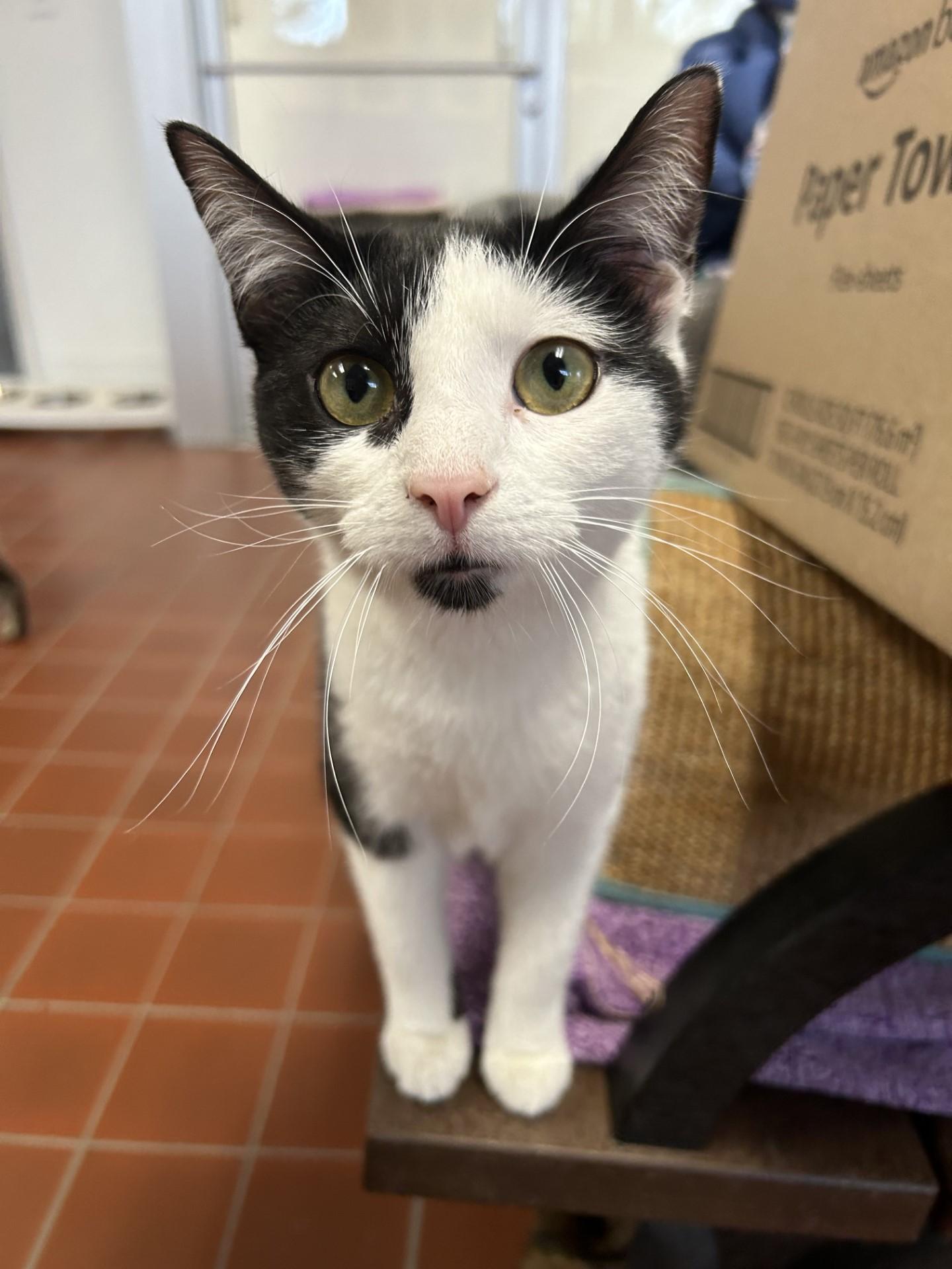 Enlarge Tink, a Adoptable mixed breed in Battle Creek, MI image 6/6