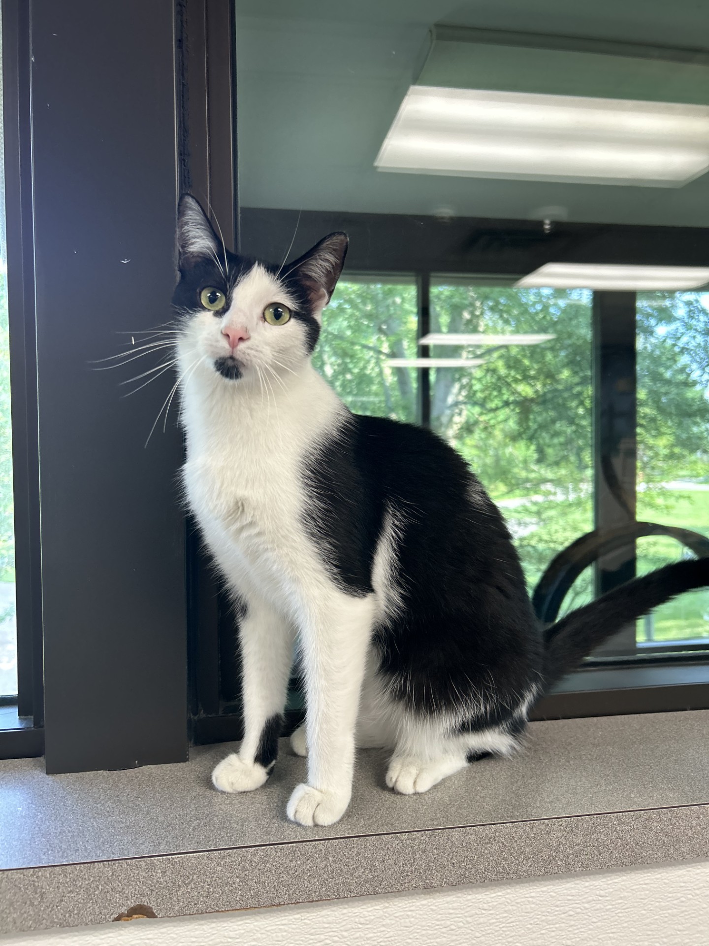 Enlarge Tink, a Adoptable mixed breed in Battle Creek, MI image 2/6