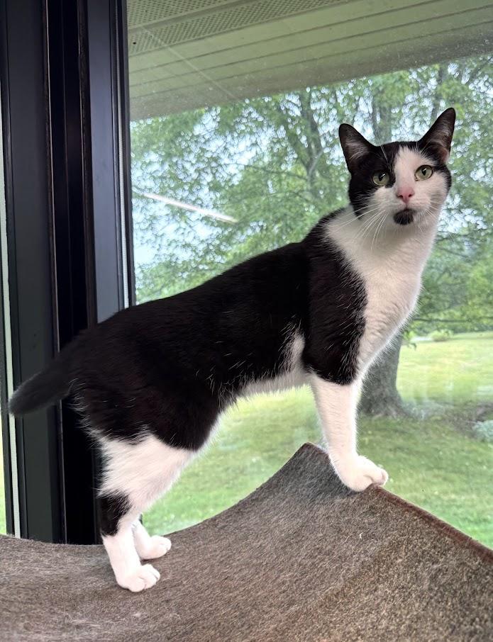 Enlarge Tink, a Adoptable mixed breed in Battle Creek, MI image 1/6