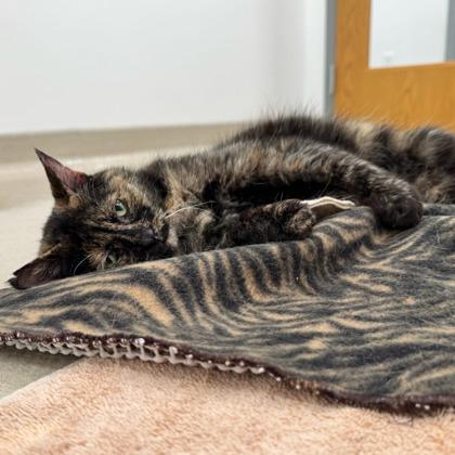 Dominique, Adoptable, Adult Female Domestic Short Hair & Domestic Short Hair.