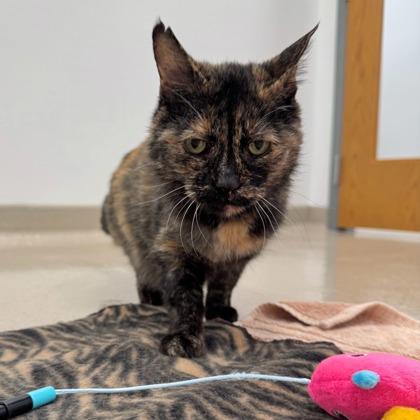 Dominique, a Adoptable mixed breed in Traverse City, MI image 2/3