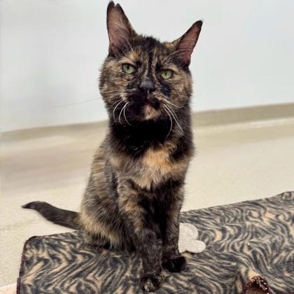 Dominique, a Adoptable mixed breed in Traverse City, MI image 3/3