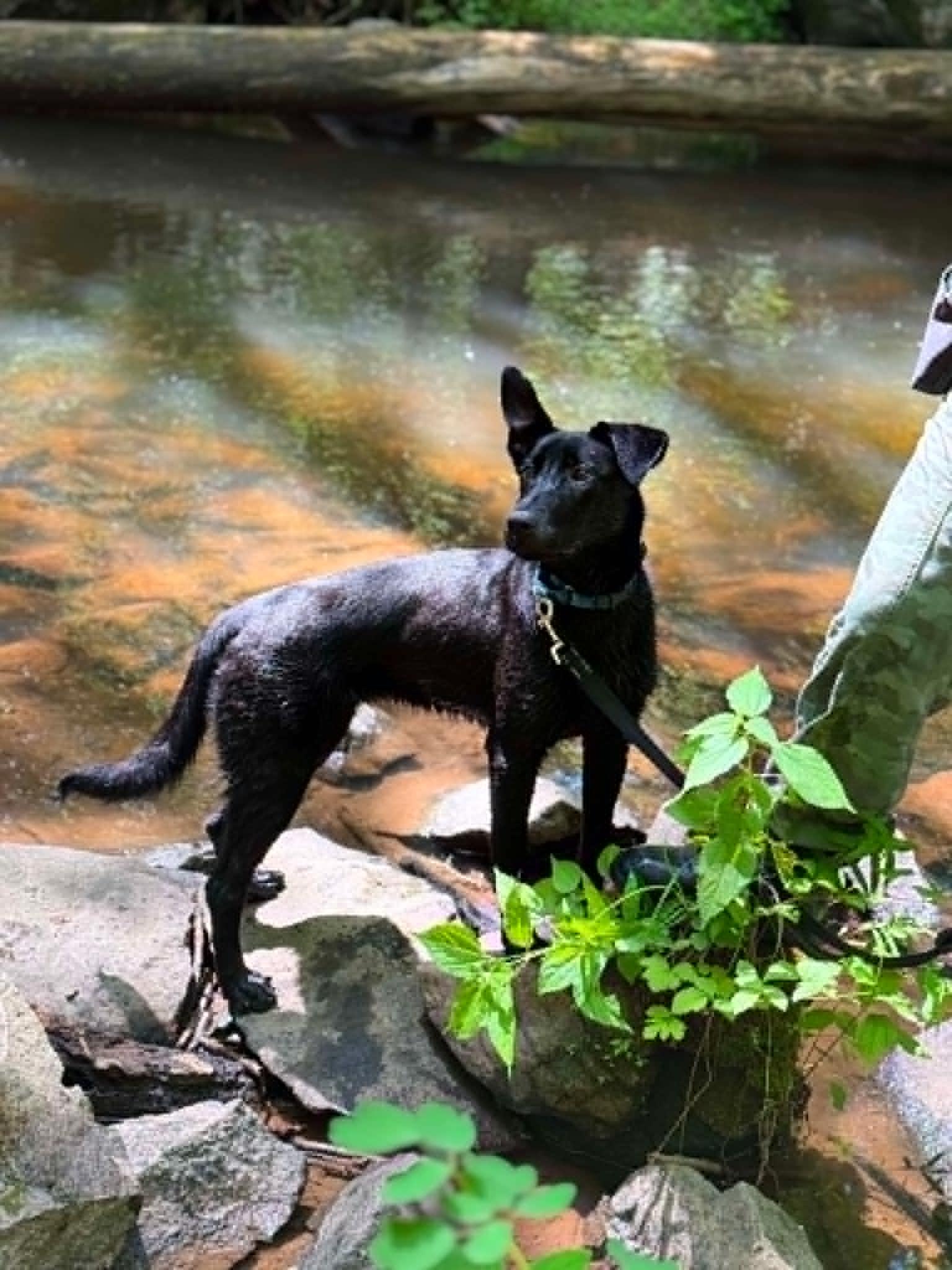Valentine, Adoptable, Puppy Female Belgian Shepherd / Malinois & Black Labrador Retriever.