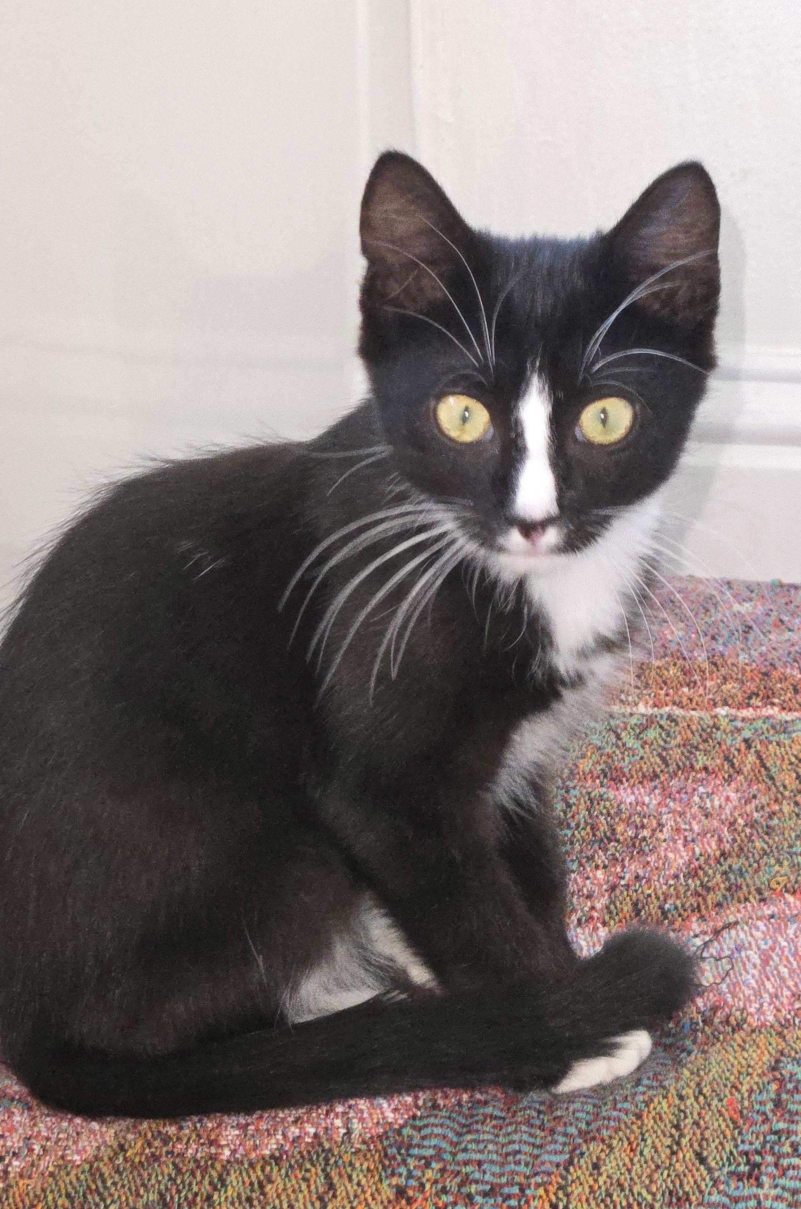 Thor, Adopted, Kitten Male Domestic Short Hair & Tuxedo.